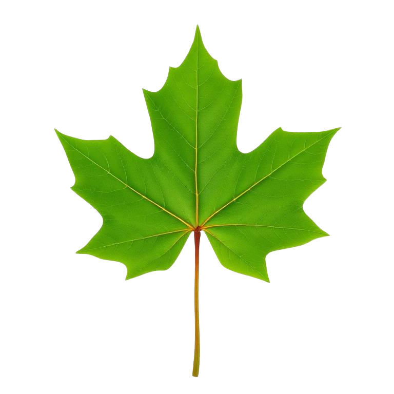 Sugar maple leaf
